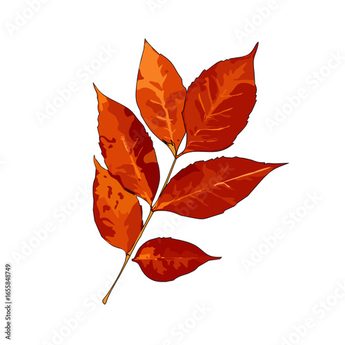 Autumn beech leaves on white background.