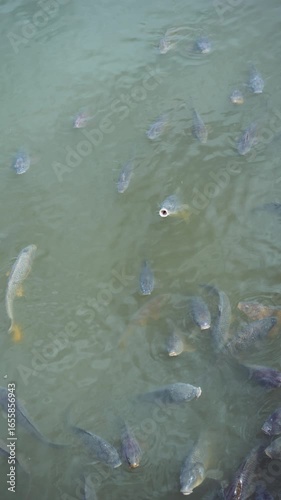 鯉が泳ぐ川