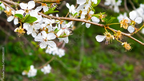 Blooming mirabelle tree in summer.