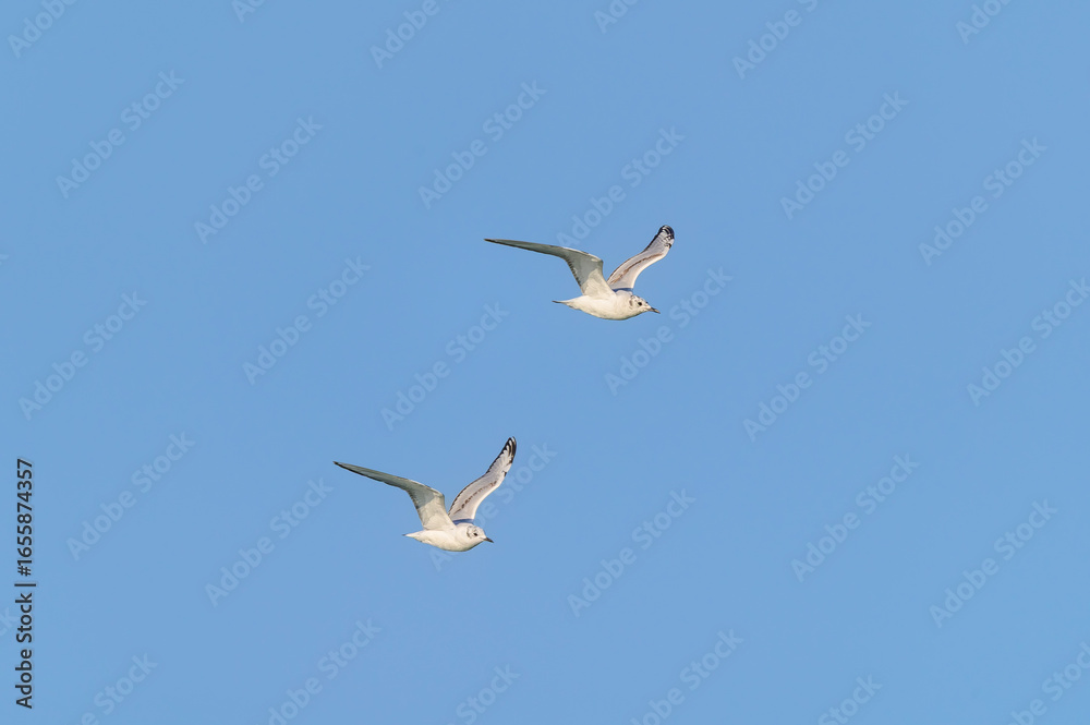 Obraz premium Young Bonaparte's Gulls in Flight at Pointe Pelee National Park, near Leamington, Ontario, Canada.