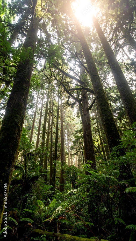 Fototapeta premium Lush forest canopy (3)