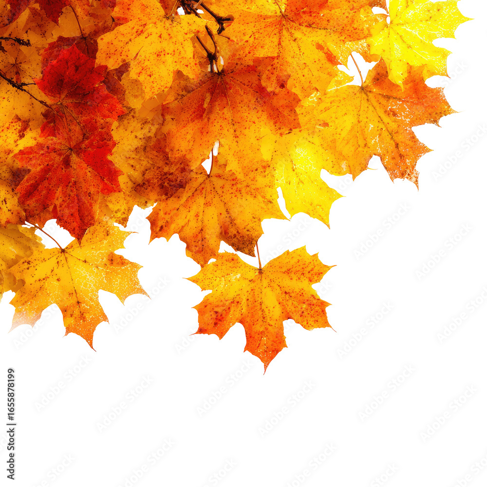 Fototapeta premium Autumn leaves against a black background (2)