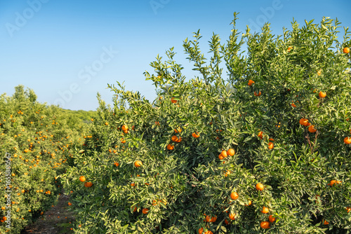 ripe fruit on an orange tree among the leaves.