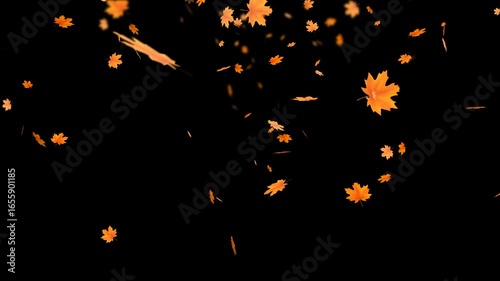 Falling autumn maple leaves animation with transparent background and alpha channel. Seasonal motion effect for video projects, overlays, transitions, festive design and creative visual compositions.