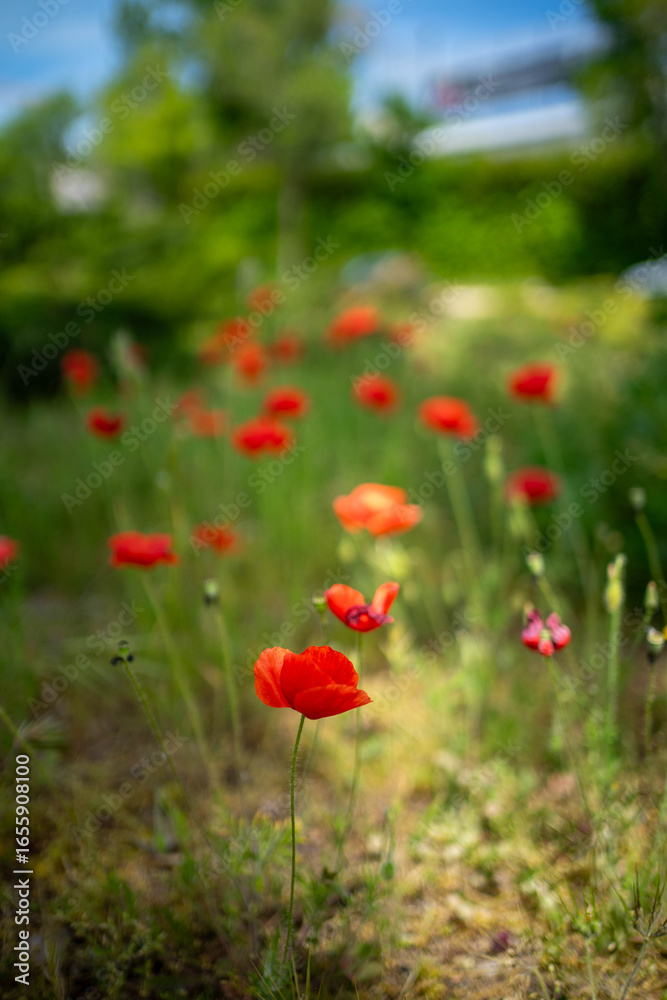 Fototapeta premium Amapolas