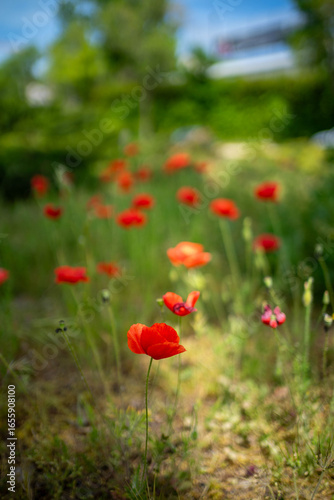 Amapolas
