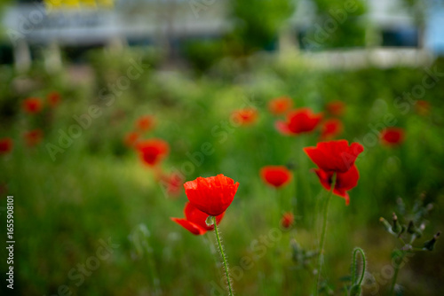 Amapolas