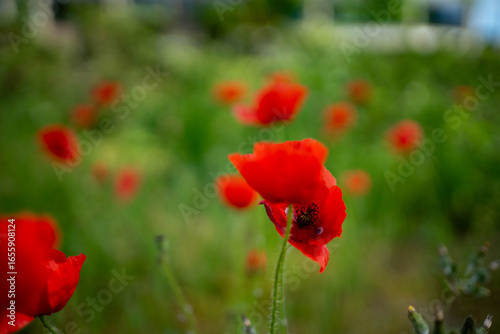 Amapola