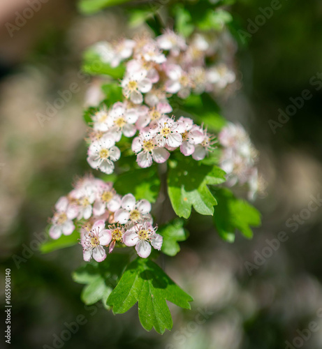 Flores 