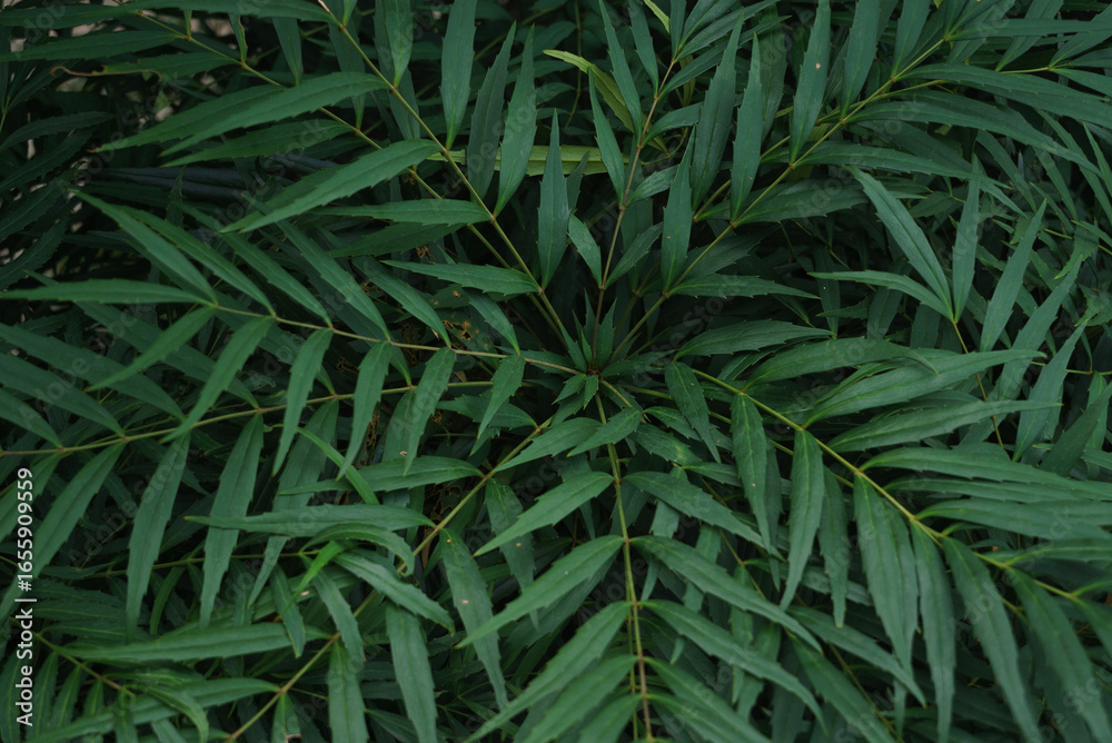 Fototapeta premium Close-up of Green Leaves Texture(緑の葉のクローズアップテクスチャ)