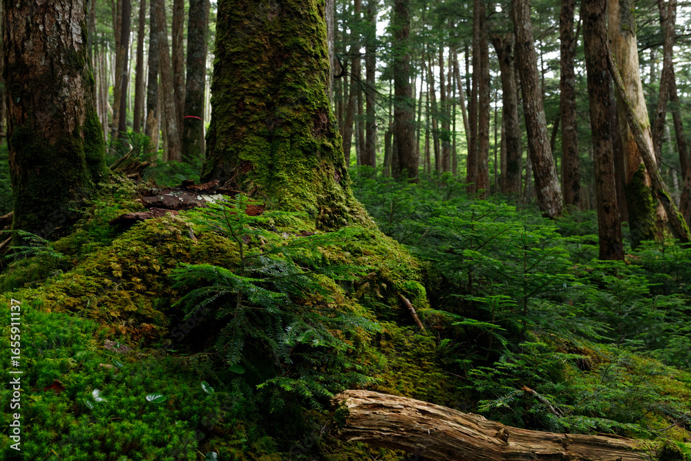 Obraz premium Mossy Forest Landscape(苔むした森の風景)