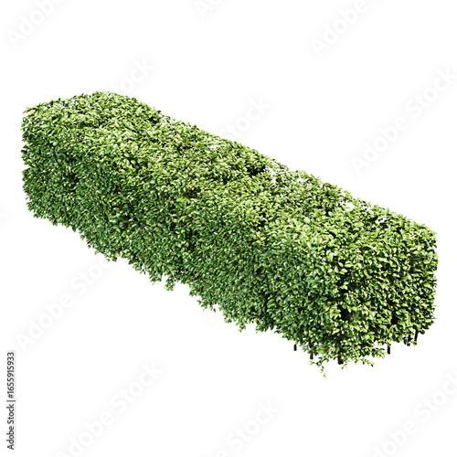 The Rectangular Cropped Hedge Cotoneaster 