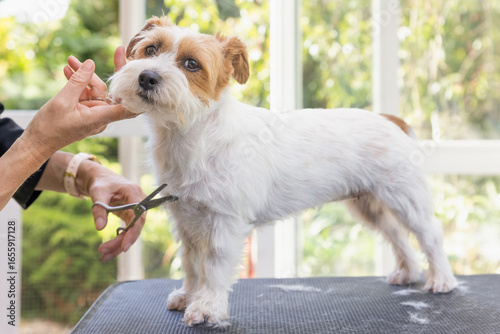 Side view of a Jack Russell dog being groomed standing on the table. Professional groomer holding his chin up. The dog is looking  at the camera. Horizontally. 