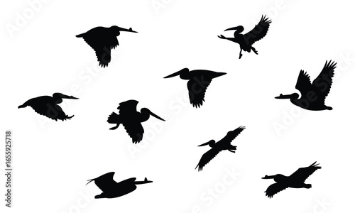 Flying American white pelican bird Silhouette Design  And Vector Illustration. 