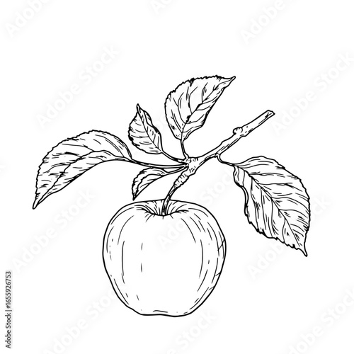 Apples on a twig with leaves, black and white sketch. Vector illustration. Garden fruits on branch of apple tree, set of silhouettes isolated on white background. Theme of autumn, harvest, gardening