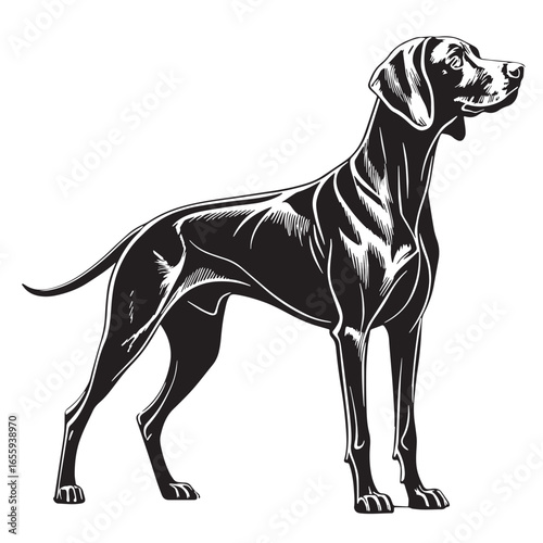 black vizsla Silhouette Vector, High Quality Illustration on White Background