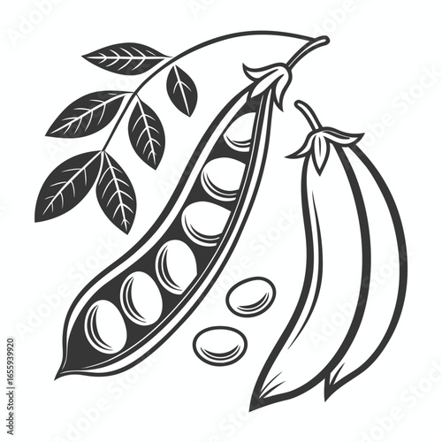 Black and white illustration of pea pods with leaves, , showcasing its natural beauty and nutritional value