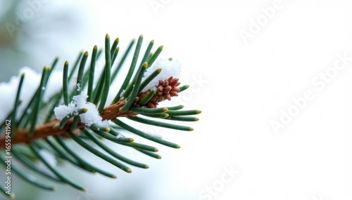 Single snowy pine branch tip, isolated white background, flora, white