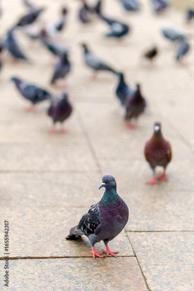 Obraz premium A pigeon with iridescent green and purple feathers stands on a paved surface. Red feet and sharp details contrast with the blurred birds in the background.