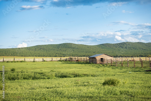 Canvastavla Little calves run around the farm. Summer in Buryatia