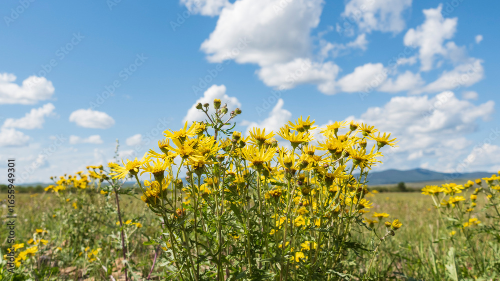 Fototapeta premium Yellow flowers under the blue sky. Scenic summer view