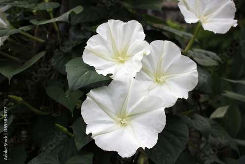 Edible moonflower blossoms (Ipomoea alba) close up, tropical night-blooming white flowers used in cooking and herbal cuisine