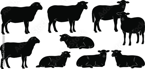 Sheep silhouettes, standing and lying poses, farm animals, vector illustration, livestock icon, black shapes, clipart, animal design, graphic set