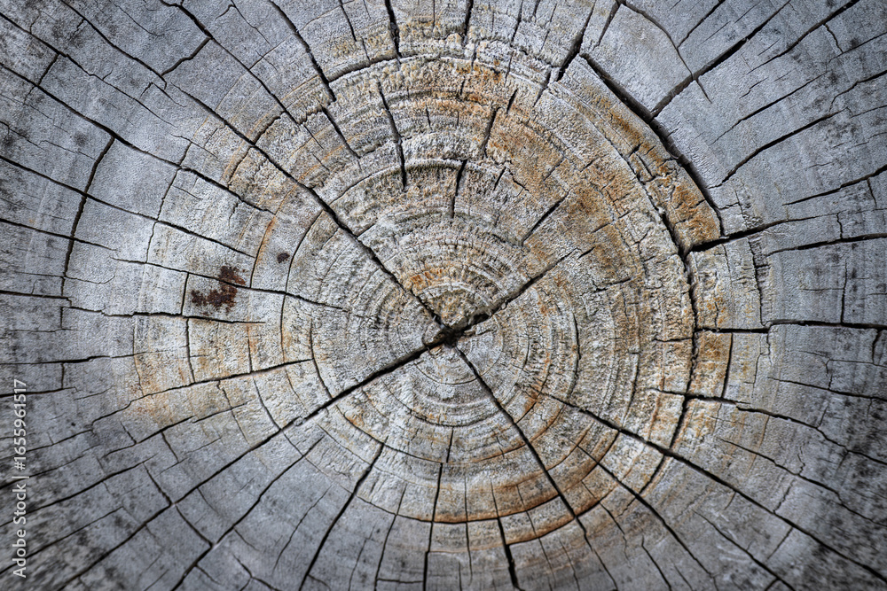 Fototapeta premium Old wood texture with cracks and scratches. Abstract background and texture for design.