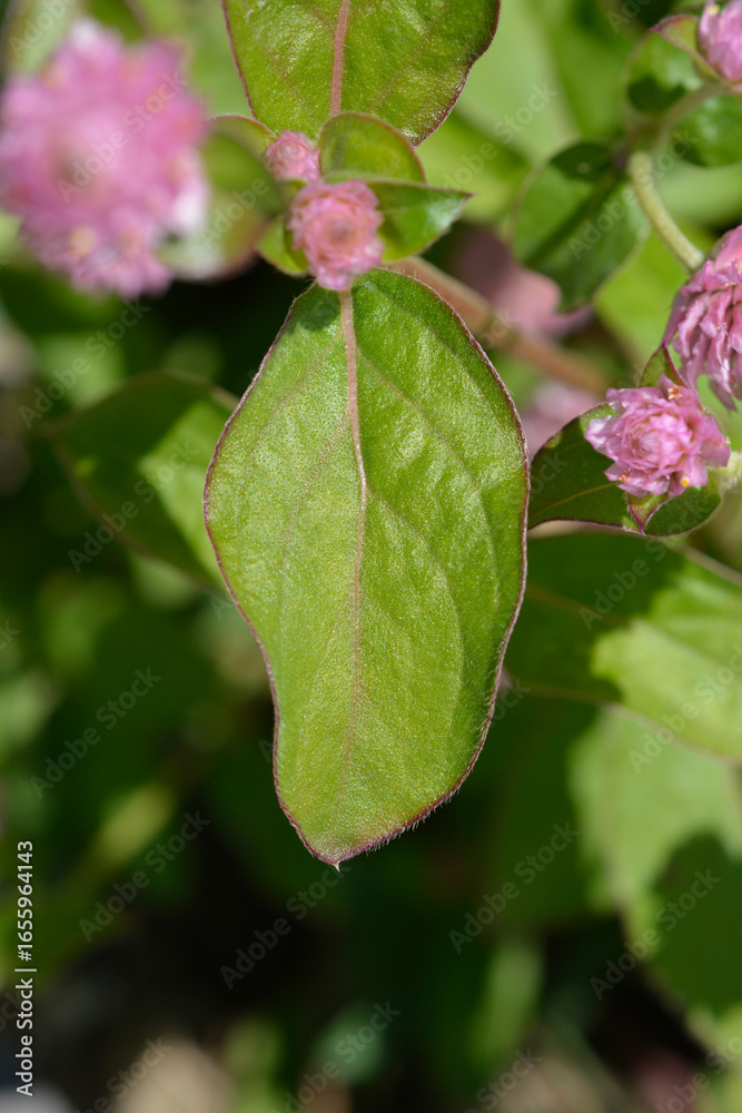 Fototapeta premium Globe amaranth leaf - Latin name - Gomphrena globosa