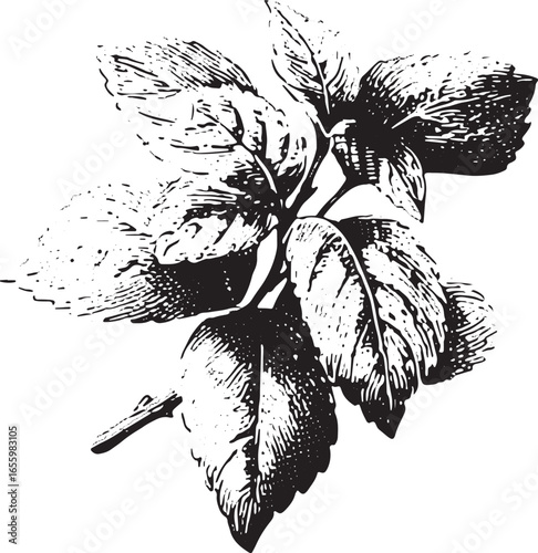 Botanical leaf in vintage engraving style. Black and white plant vector illustration with detailed texture.