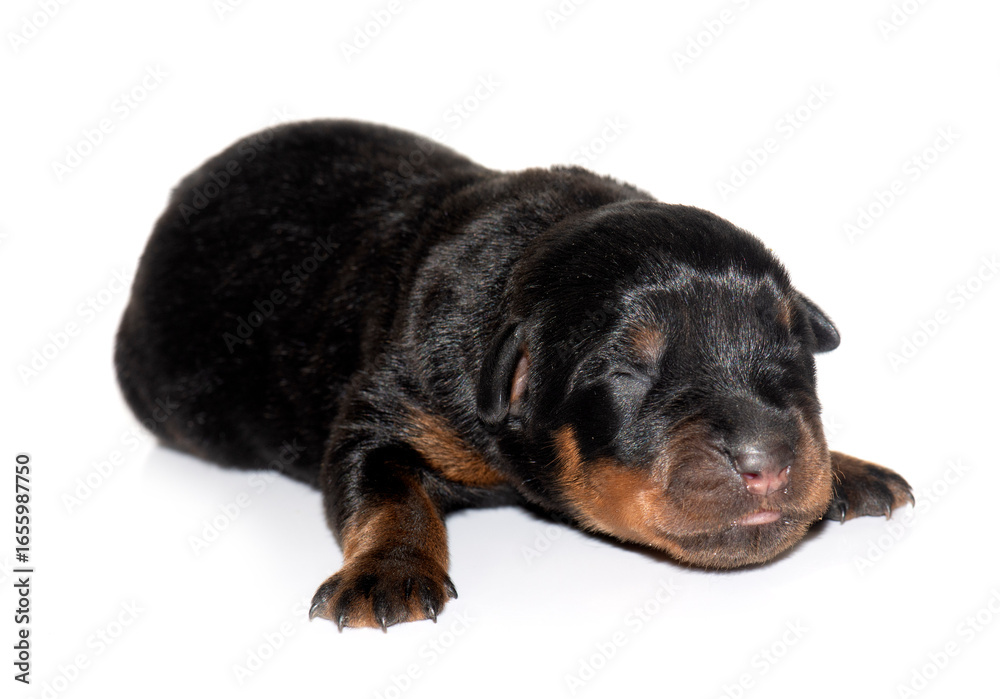 Obraz premium newborn puppy rottweiler