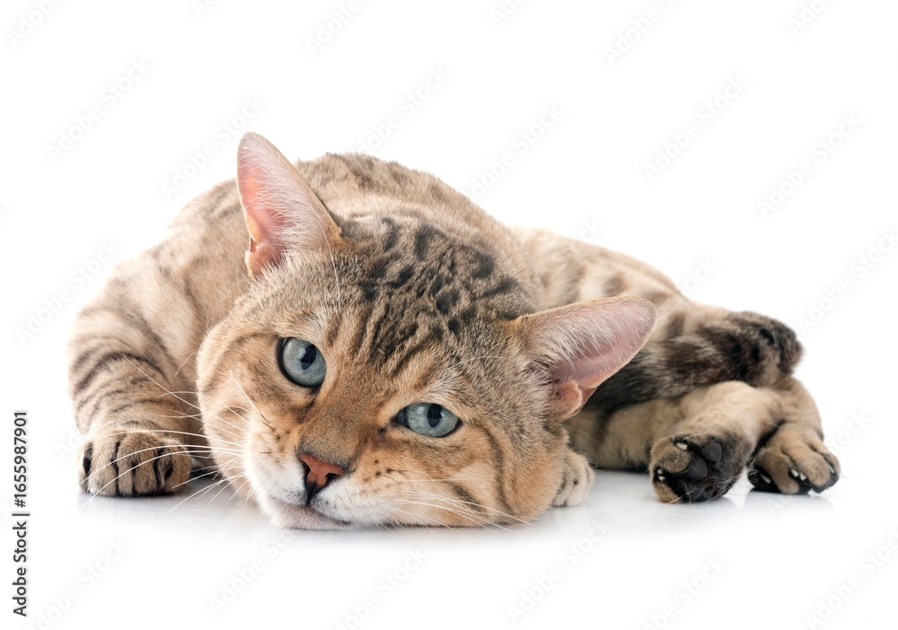 Fototapeta premium bengal cat in studio