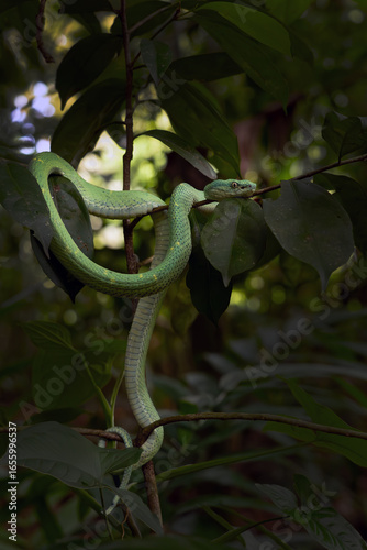 Bothriechis lateralis also side-striped palm pitviper or side-striped palm viper, green venomous snake in rainforest on dark background.