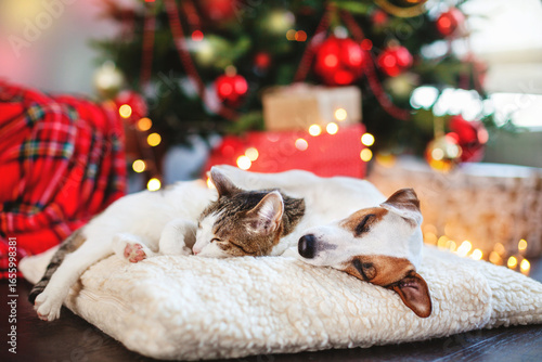 Cat and dog sleeping under christmas tree
