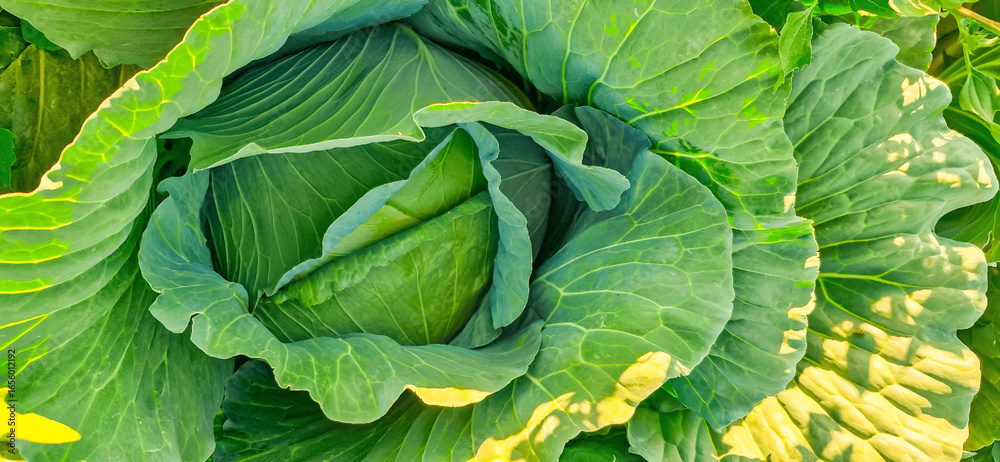 Fototapeta premium Vegetables grow in the garden, Mustard greens growing in organic farm. close up of various fresh vegetables from the field, including cabbage, broccoli, lettuce, and vegetable seedlings ready to plant