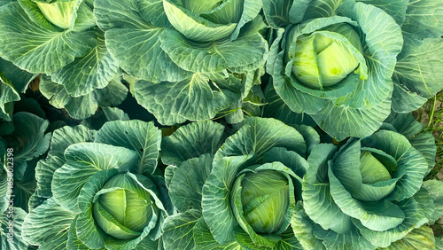 Vegetables grow in the garden, Mustard greens growing in organic farm. close up of various fresh vegetables from the field, including cabbage, broccoli, lettuce, and vegetable seedlings ready to plant