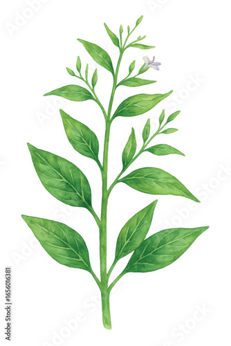 Andrographis paniculata (Fa Thalai Chon) Watercolor