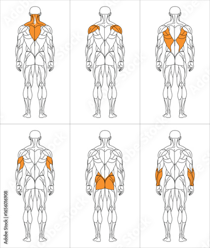 sportman_back_oben_w