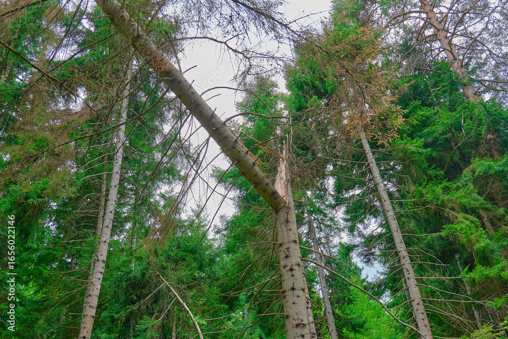 Fototapeta premium A fallen tree leans against other tall trees in a dense green forest 
