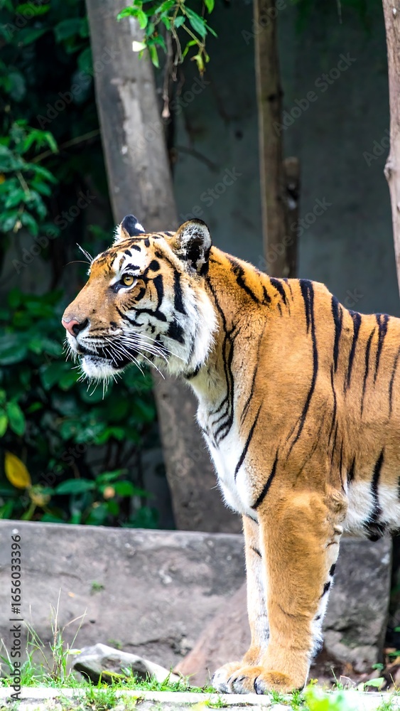 Fototapeta premium Tiger in profile, jungle backdrop