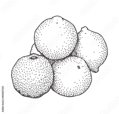 Hand-drawn illustration of a cluster of oranges and mandarins