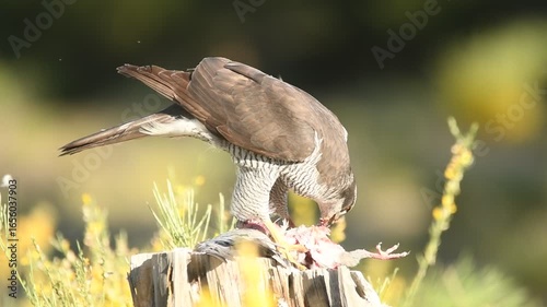 azor se alimenta de la presa en el bosque