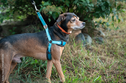 Miniature pinscher frolics on the grass at walk. Selective focus.