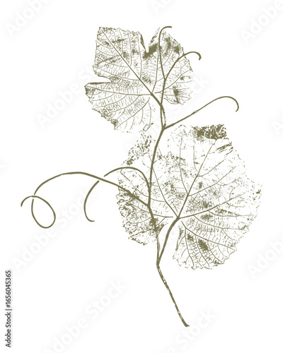 Green print grapevine, grape leaves with curly tendrils, botanical stamp on white background.