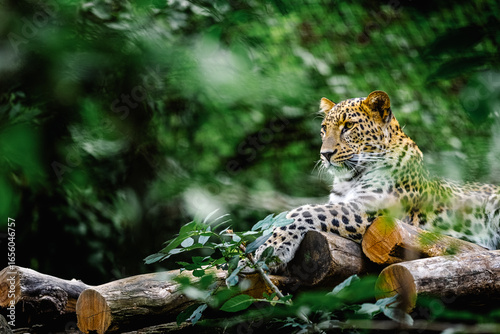 Ceylon leopard, wild animal in tropical forrest