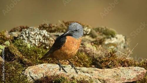 roquero rojo en primavera