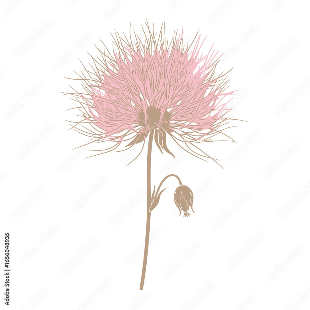 Fototapeta premium A unique pale pink flower illustration, detailed botanical drawing, Close-up illustration of a delicate desert flower with a long stem
