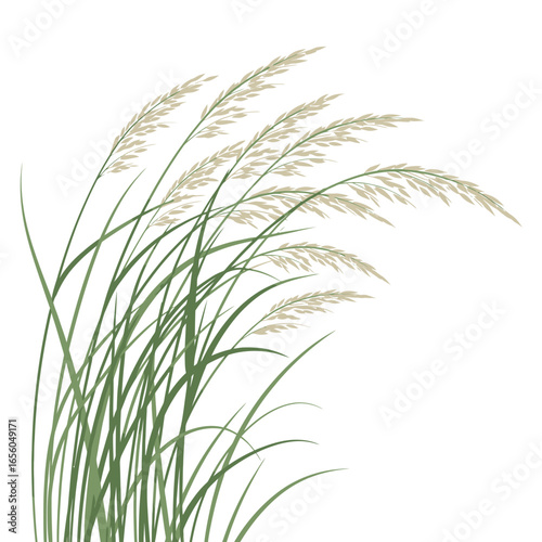 Elegant illustration of swaying reed grass on white backdrop, Graceful stalks of ornamental grass swaying in the breeze, a serene botanical illustration
