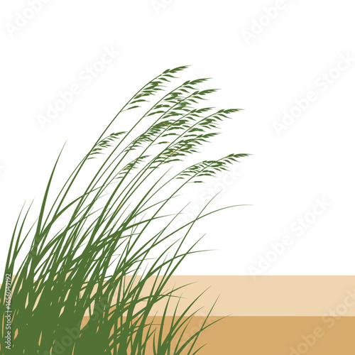 Sea Oats Bending in the Wind on a Dune, Coastal Grasses Swaying Gently in the Breeze Near a Sandy Beach