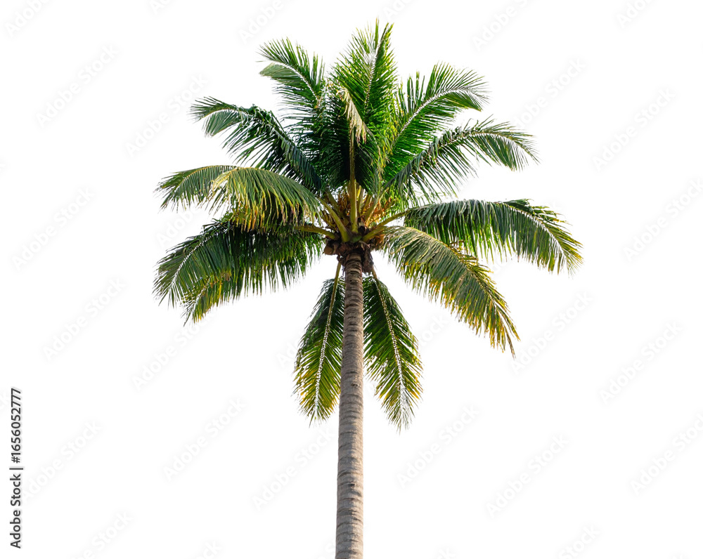 Fototapeta premium Tall Adonidia Palm Tree PNG
